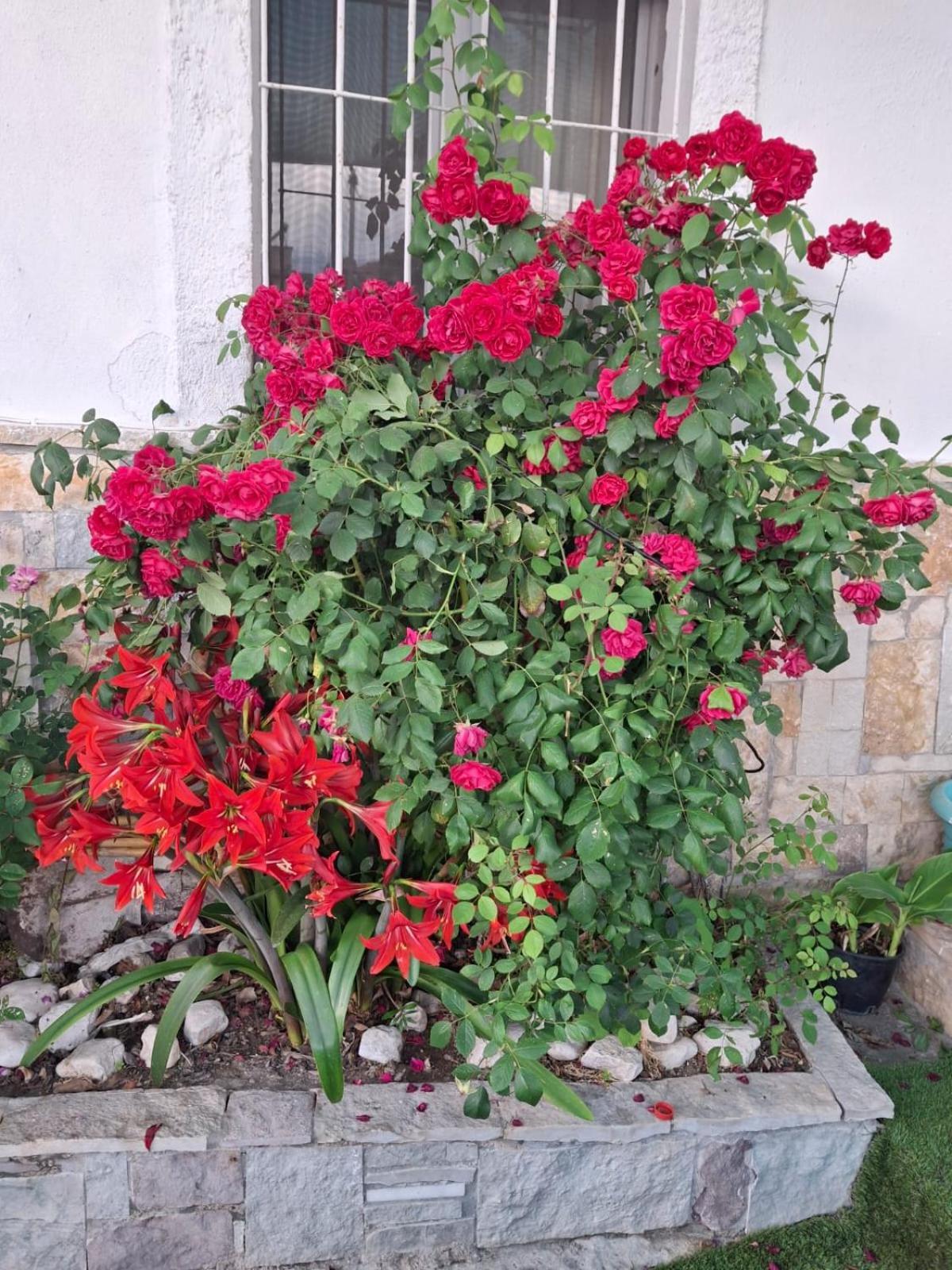 Aleko Guest House Gjirokastër Exteriör bild